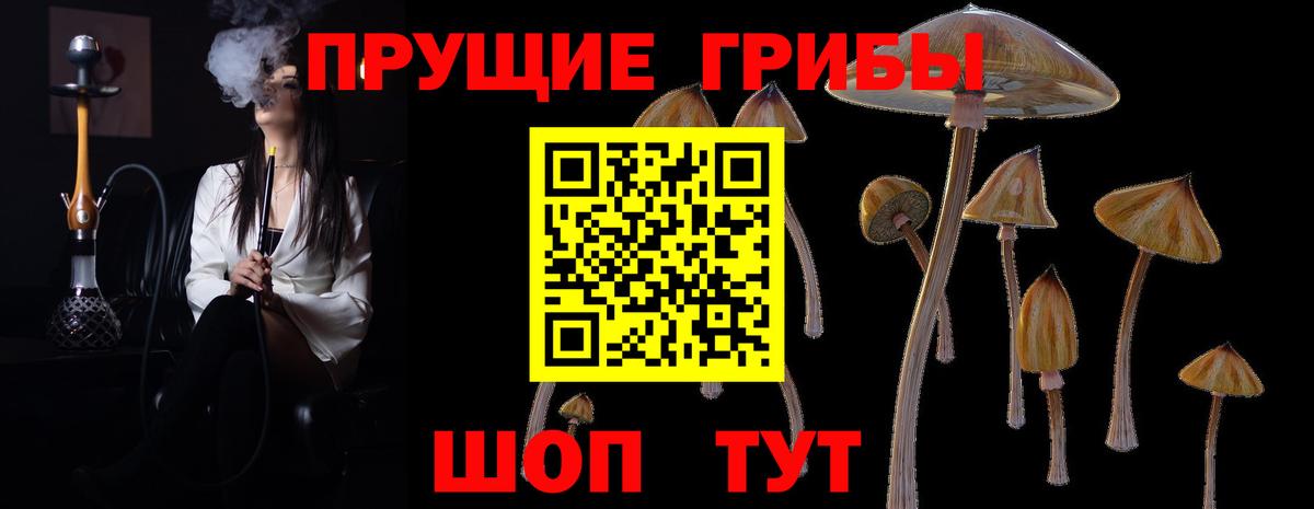 Псилоцибиновые грибы Cubensis  Вход с VPN  Павловский Посад 